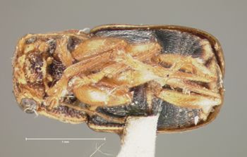 Media type: image; Entomology 8760   Aspect: habitus ventral view
